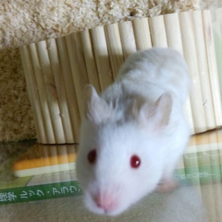 里親募集です！