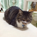 しっぽがキュートなにゃんちゅです♪