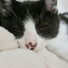 ３ヶ月くらいの黒白はち割れ男の子(一時停止） サムネイル4