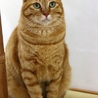♡ 温和なでっかいぬいぐるみ ♡ サムネイル2
