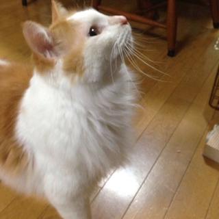 性格おっとり長毛の男の子（一時停止）