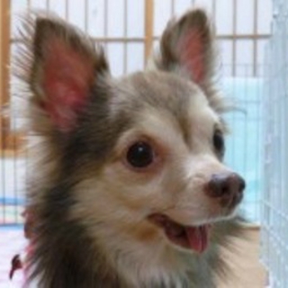【サーシャ】家庭犬として、色々な事を勉強中です。