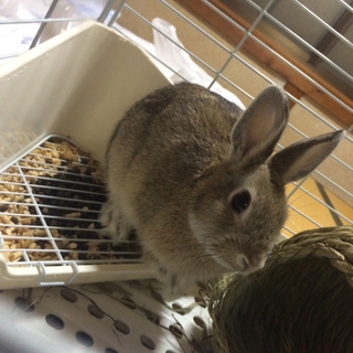 ネザーランドドワーフの里親募集中