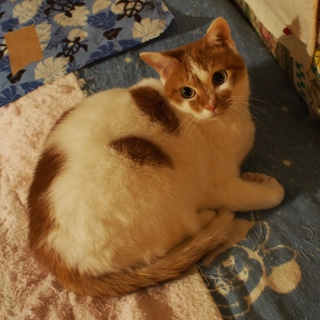 キュートなお嬢さんを家族に迎えてください！