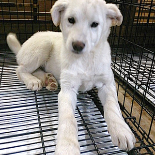 生後3か月中型犬仔犬オスメス。お見合い会開催中！