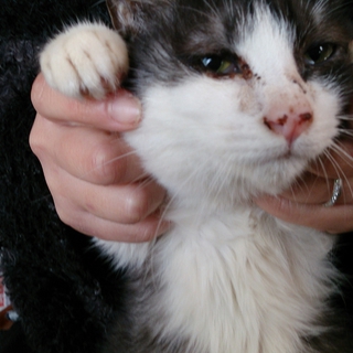 元気いっぱい、ベタ慣れの仔猫ちゃん