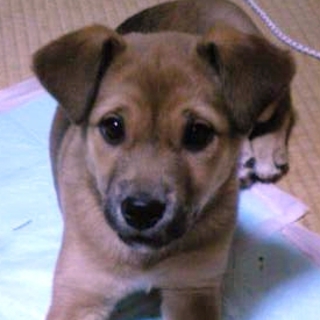 甘えん坊のちいちゃん