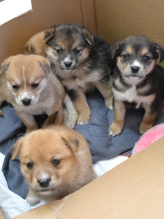 pet2014-01-04-12-26605447588.jpg