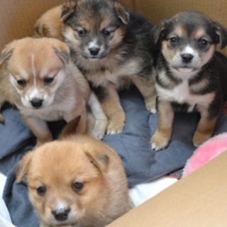 大分：雑種仔犬♂♀、豆っこ５！