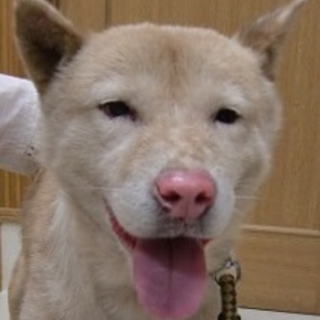 ミックス☆勇気君