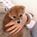 子犬豆柴