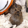 12月8日生まれ　テグー サムネイル2