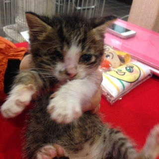 かわいそうな子猫