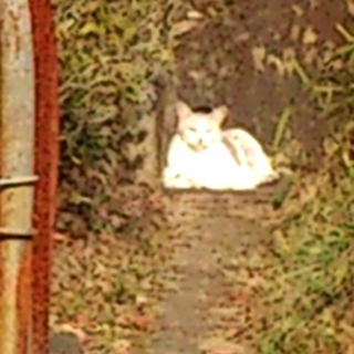 飼い主が癌で亡くなり、困っています。