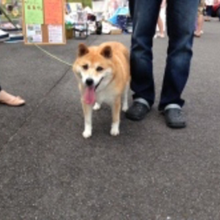 おっとりマイペース☆柴犬のまいちゃん♪