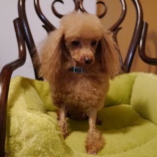 美犬♂７～８才の穏やかプードル２キロ