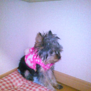 引っ越しのため。