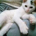 仔猫（オス）の里親さん募集