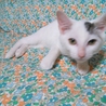 仔猫（オス）の里親さん募集 サムネイル4