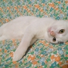 仔猫（オス）の里親さん募集 サムネイル3