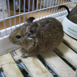 仔デグーの里親様募集