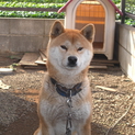 柴犬を可愛がっていただける里親募集