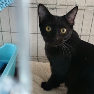甘えん坊な黒猫うにちゃん