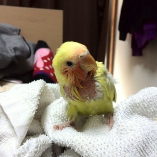 小桜インコ8羽(6羽赤ちゃん)