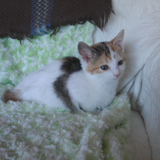 綺麗な三毛猫です。（丸しっぽ）