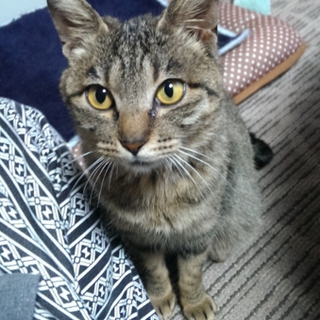 キジトラめす、5ヵ月。