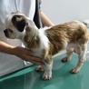 シーズーのフィフィちゃん里親募集 サムネイル3
