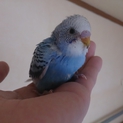 セキセイインコの雛の里親の募集