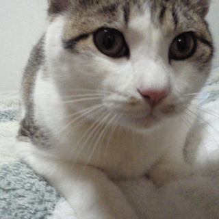 とても賢く、優しく、可愛らしい子です。