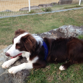 ボーダーのパピー、引き取っていただける方募集です