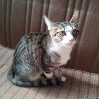 性格良し！とても綺麗な美猫です！