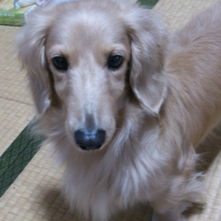 ミニチュアダックスの里親さんを探しております。