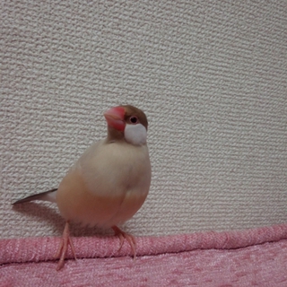 シナモン文鳥の女の子