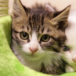 ◆キジ白猫2013-13生後2カ月の子猫