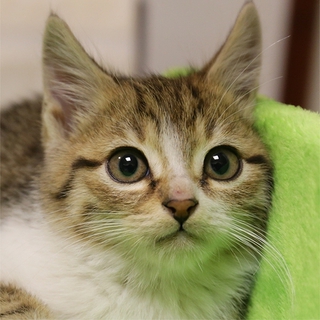 ◆キジ白猫2013-14生後2カ月の子猫