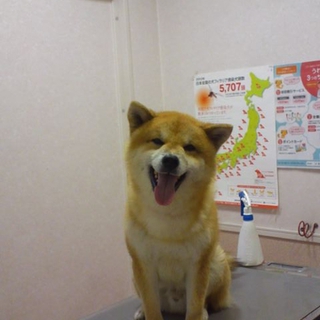 元気ハツラツ！人が大好きな柴犬☆