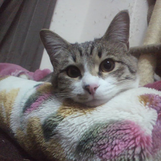 6ヶ月子猫♂里親さん探してますヽ(´▽｀)/