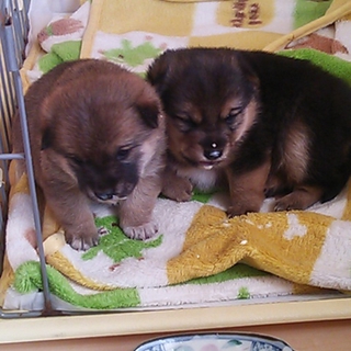 １２月１４日に生まれたばかりの豆柴ミックス!!