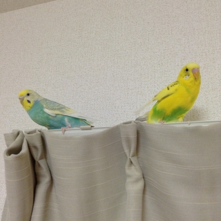 新しい家族さんが見つかりました！