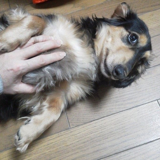とても人懐こいＭダックスフンド