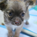 チワワの子犬　皆様ありがとうございました
