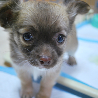 チワワの子犬　皆様ありがとうございました