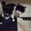 白黒親子。５ヶ月の子猫