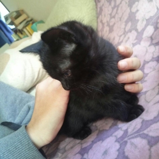 生後二ヶ月の子猫ちゃんの里親募集