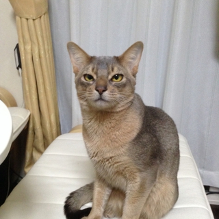 里親募集しています。