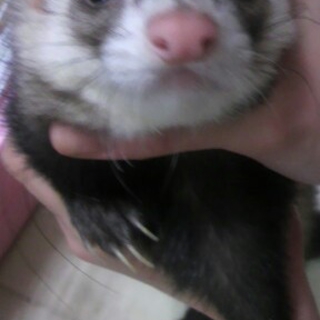 パスバレーフェレット男の子2歳